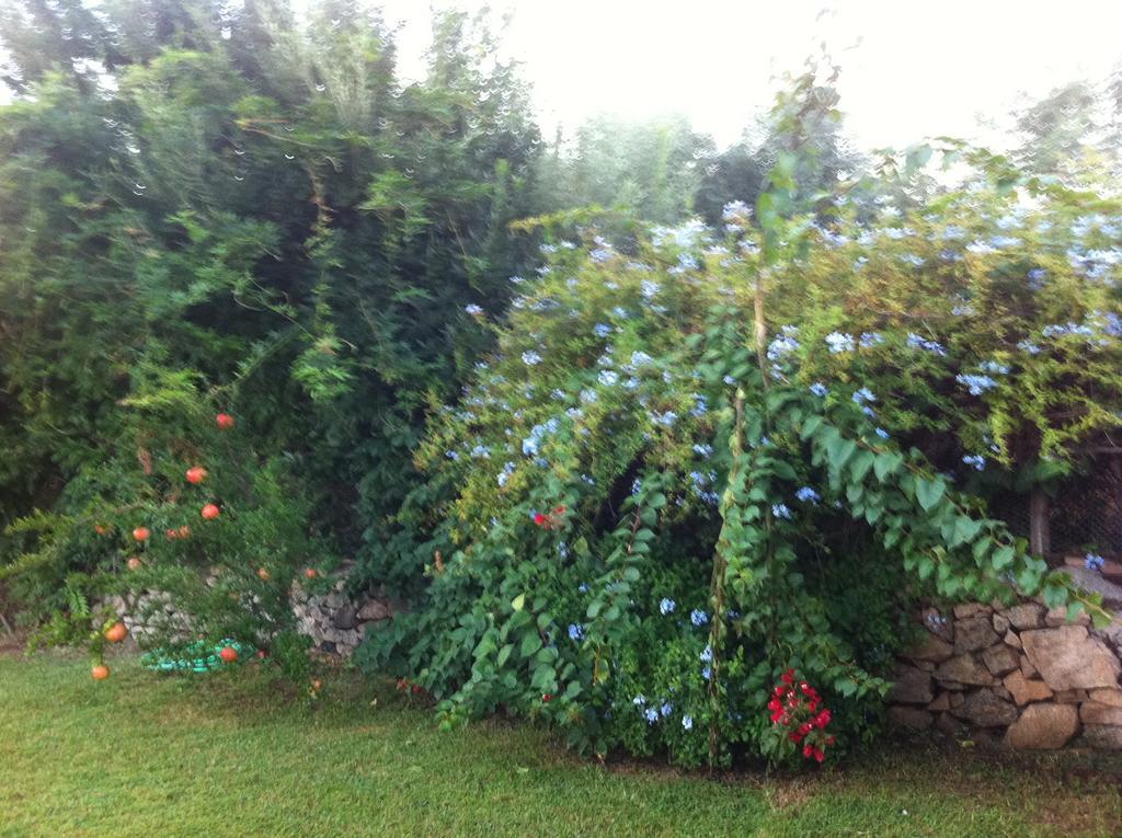 Il Vecchio Ginepro Bed and Breakfast Arzachena Exteriör bild